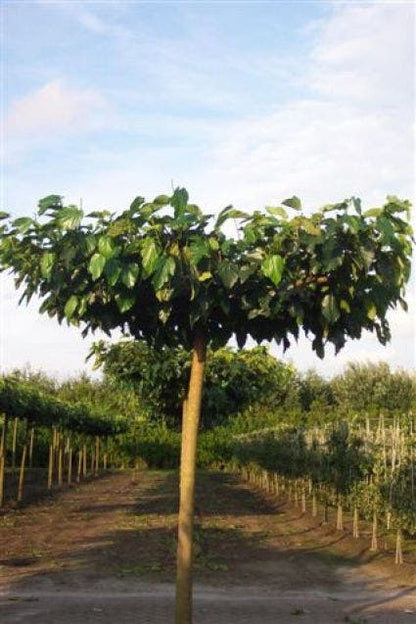  Dakmoerbei (Morus Alba 'Fruitless' )