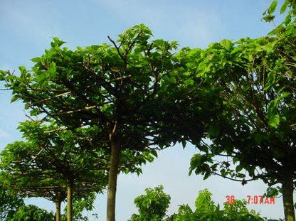  Dakmoerbei (Morus Alba 'Macrophylla')