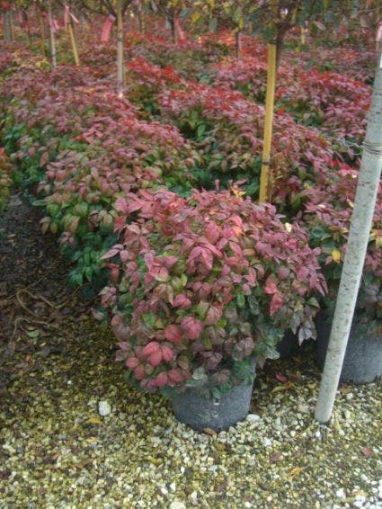  Hemelse Bamboe (Nandina Domestica 'Fire Power')