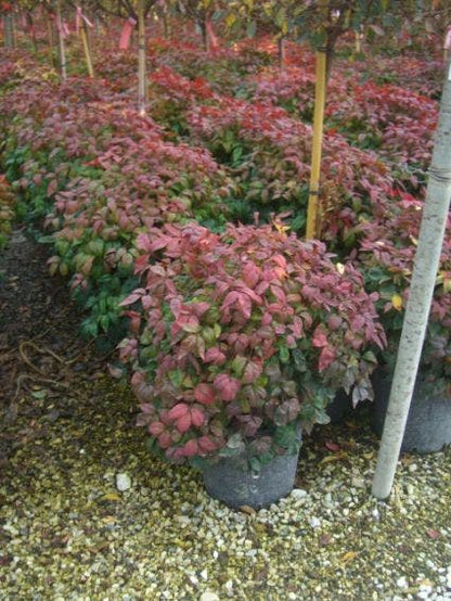  Hemelse Bamboe (Nandina Domestica 'Fire Power')