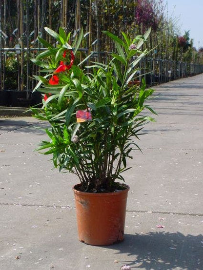  Rode Oleander (Nerium Oleander)