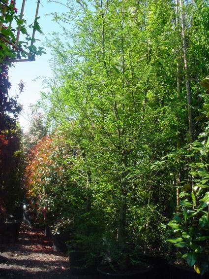  Schijnbeuk (Nothofagus Antarctica)