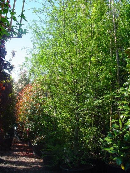  Schijnbeuk (Nothofagus Antarctica)