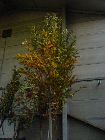  Tupelo (Nyssa Sylvatica)