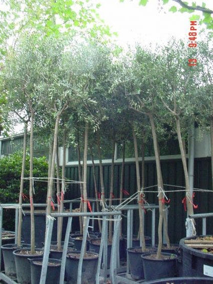  Olijfboom (Olea Europaea )