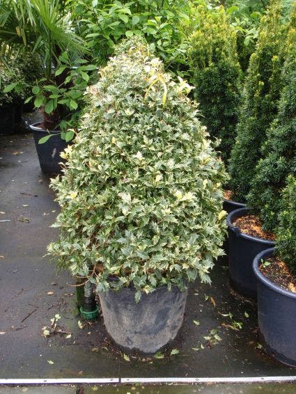  Schijnhulst (Osmanthus Heterophyllus 'Variegatus')