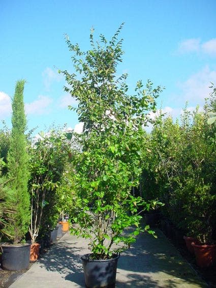  Perzisch Ijzerhout (Parrotia Persica 'Vanessa')