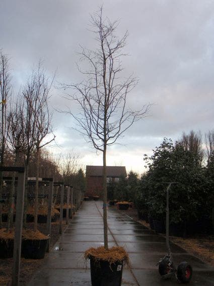  Perzisch IJzerhout Als Boom (Parrotia Persica)