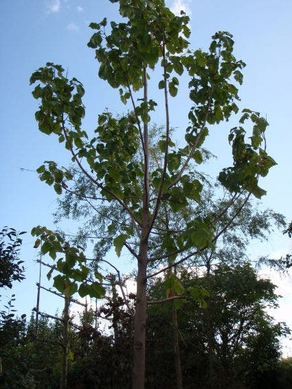  Anna Paulownaboom (Paulownia Tomentosa)
