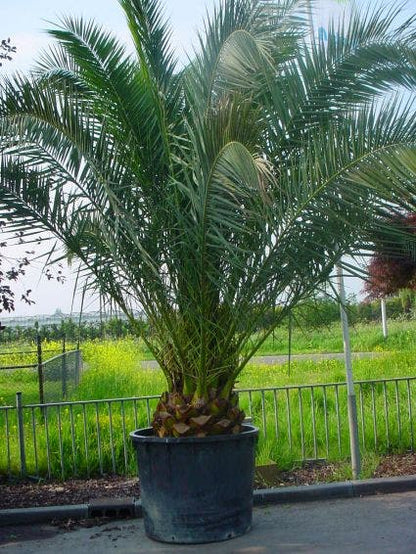  Canarische Dadelpalm (Phoenix Canariensis)