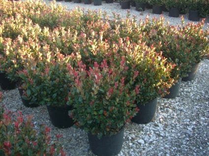  Glansmispel (Photinia Fraseri 'Little Red Robin')