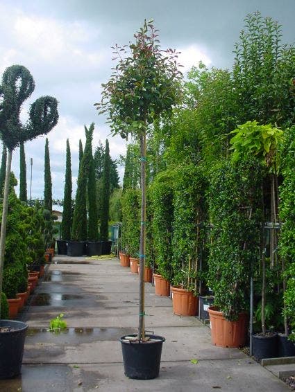  Glansmispel Als Boom (Photinia Fraseri 'Red Robin')