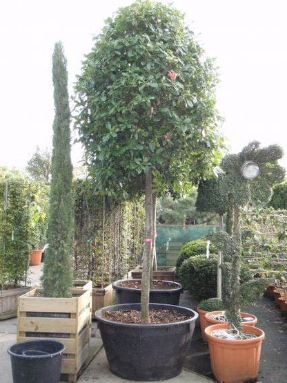  Glansmispel Als Boom (Photinia Fraseri 'Red Robin')