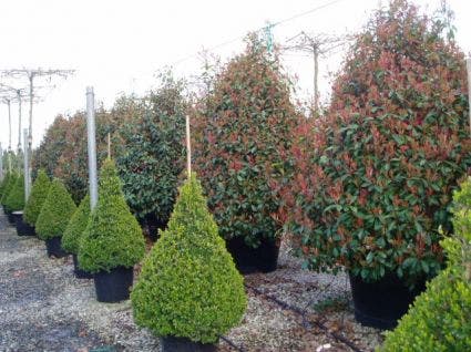  Glansmispel, Pyramide (Photinia Fraseri 'Red Robin' )