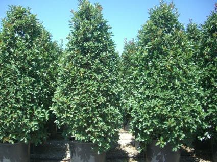  Glansmispel, Pyramide (Photinia Fraseri 'Red Robin' )