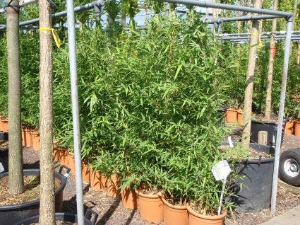  Bamboe (Phyllostachys Aurea)