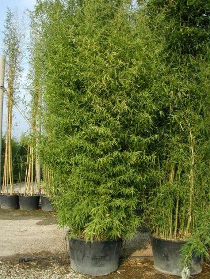  Bamboe (Phyllostachys Aurea)