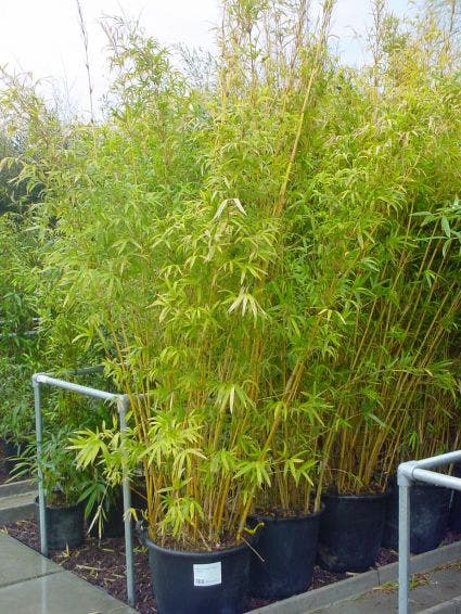  Bamboe (Phyllostachys Aureosulcata 'Spectabilis')