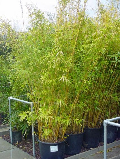  Bamboe (Phyllostachys Aureosulcata 'Spectabilis')