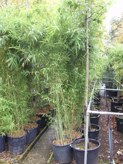  Bamboe (Phyllostachys Viridiglaucescens)