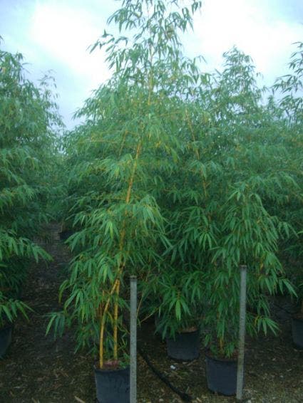  Bamboe (Phyllostachys Vivax 'Aureocaulis')