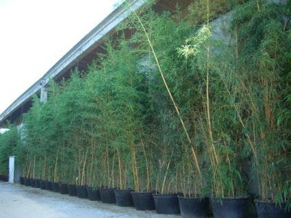  Bamboe (Phyllostachys Vivax 'Aureocaulis')