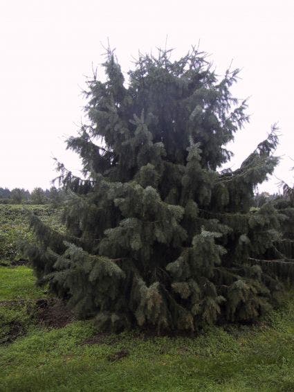  Spar (Picea Breweriana)