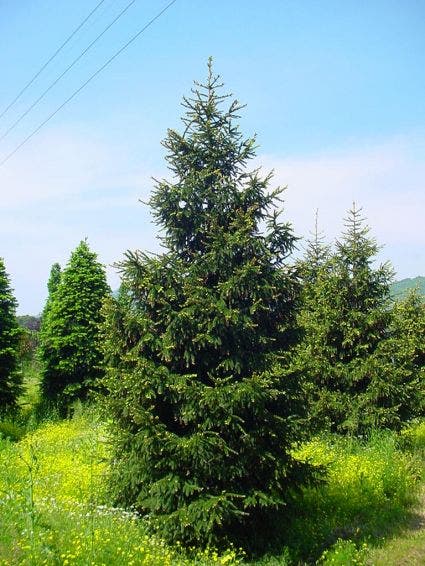  Kaukasische Spar (Picea Orientalis 'Aureospicata')
