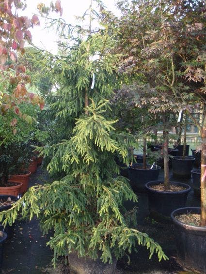  Kaukasische Spar (Picea Orientalis 'Aureospicata')