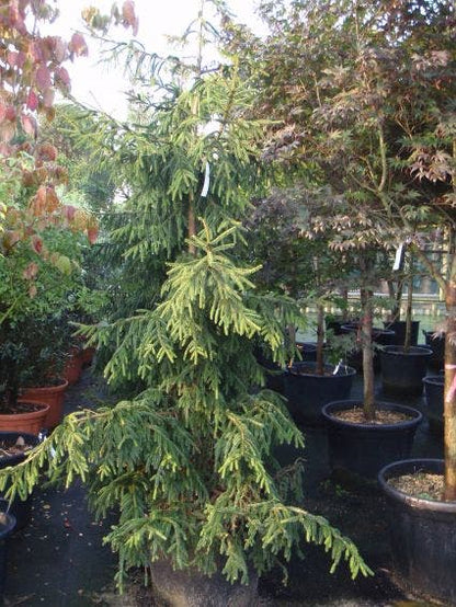  Kaukasische Spar (Picea Orientalis 'Aureospicata')
