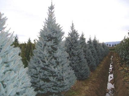  Amerikaanse Blauwe Spar (Picea Pungens 'Fat Albert')