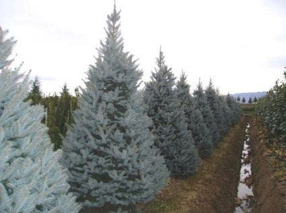  Amerikaanse Blauwe Spar (Picea Pungens 'Fat Albert')