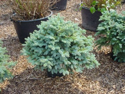  Colorado Spar (Picea Pungens 'Glauca Globosa')