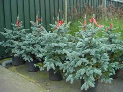  Spar (Picea Pungens 'Hoopsii')