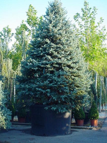  Spar (Picea Pungens 'Hoopsii')