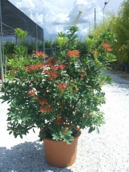  Rotsheide (Pieris Japonica 'Mountain Fire')