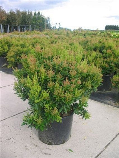  Rotsheide (Pieris Japonica 'Cupido')