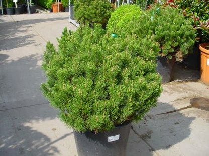  Bergden (Pinus Mugo Mughus)