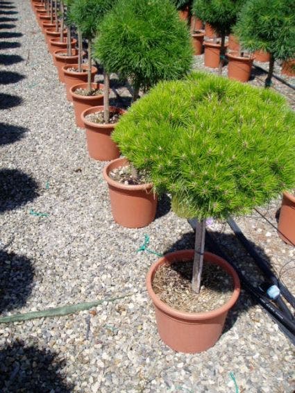  Den Op Stam (Pinus Nigra 'Brepo')