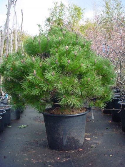  Bolvormige Den (Pinus Nigra 'Brepo')