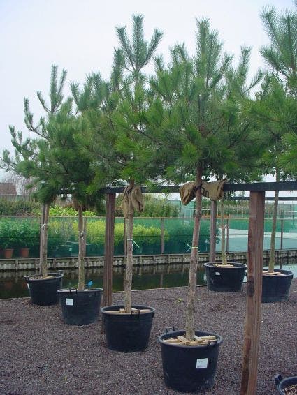  Oostenrijkse Den Als Boom (Pinus Nigra Nigra)