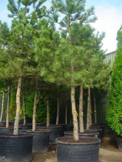  Oostenrijkse Den Als Boom (Pinus Nigra Nigra)