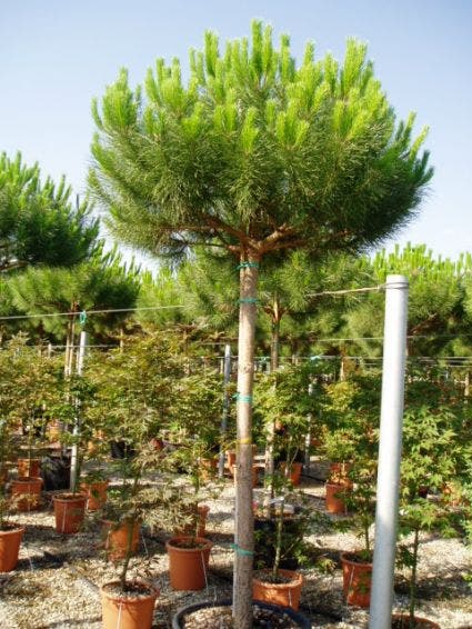 Parasolden (Pinus Pinea)