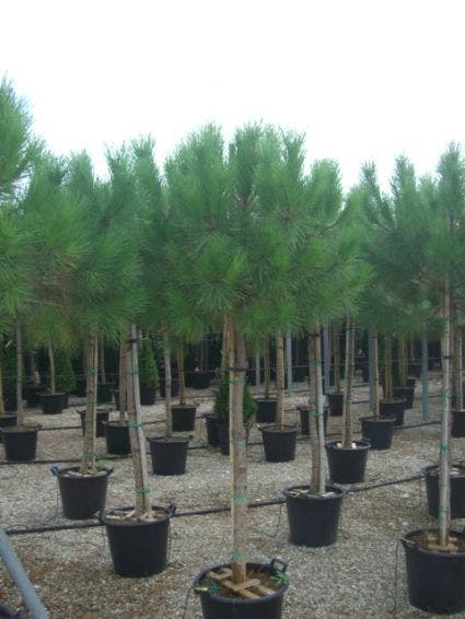  Parasolden Op Stam (Pinus Pinea)