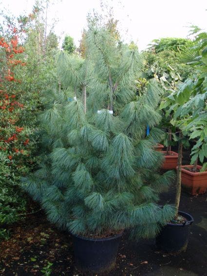  Treurden (Pinus Wallichiana)