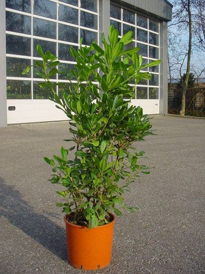  Australische Laurier (Pittosporum Tobira)