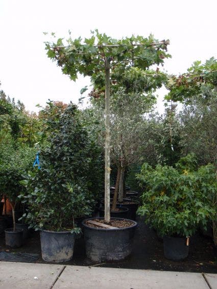 Dakplataan (Platanus Hispanica )