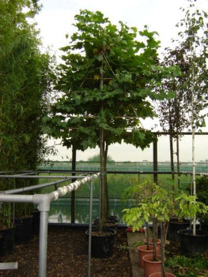  Leiplataan (Platanus Hispanica)