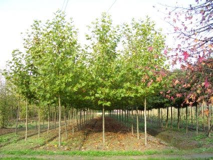  Plataan (Platanus Hispanica)