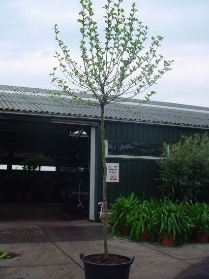  Bolplataan (Platanus 'Alphen's Globe')